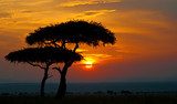 sunset in the national park masai mara in kenya  Zachód Słońca Fototapeta