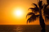 Evening sea, palm trees, sunset  Zachód Słońca Fototapeta