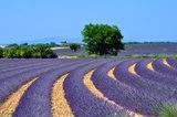 lavender fields  Prowansja Fototapeta