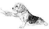 Human hand holding beagle's paw.  Drawn Sketch Fototapeta