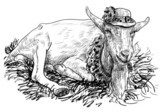 The goat on haystack  Drawn Sketch Fototapeta