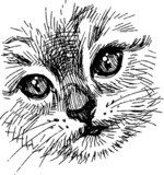 snout kitten  Drawn Sketch Fototapeta