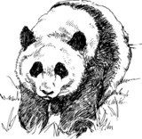 Panda. Przedstawienie na szkicu Drawn Sketch Fototapeta