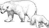 white bear with cub  Drawn Sketch Fototapeta