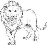 hand drawn lion  Drawn Sketch Fototapeta