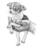 Chihuahua in palm  Drawn Sketch Fototapeta