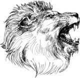 lion head hand drawn  Drawn Sketch Fototapeta