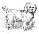 Barbet or Canis lupus familiaris vintage engraving  Drawn Sketch Fototapeta