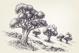Olive tree graphic  Drawn Sketch Fototapeta