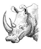 artwork rhinoceros, sketch black and white drawing  Drawn Sketch Fototapeta