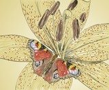 Pawie oko siedzące na lilii Drawn Sketch Fototapeta