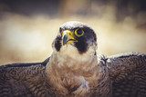 peregrine falcon with open wings , bird of high speed  Zwierzęta Fototapeta