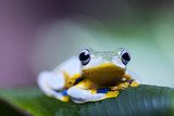 Exotic frog in indonesia  Zwierzęta Fototapeta