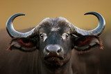 African buffalo Cow Portrait  Zwierzęta Fototapeta