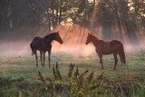 horses in morning misty sunbeams  Zwierzęta Fototapeta