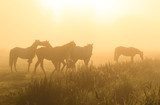 Horses in the fog  Zwierzęta Fototapeta