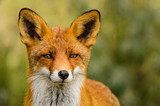 Red fox (Vulpes vulpes)  Zwierzęta Fototapeta
