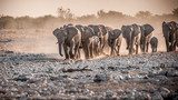 Elefanten Herde  Zwierzęta Fototapeta