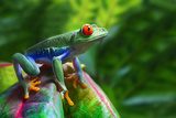 Red-Eyed Tree Frog  Zwierzęta Fototapeta