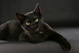 Schwarze Katze - black cat witch craft  Zwierzęta Fototapeta