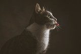 Cute young tabby cat with white chest against dark fabric backgr  Zwierzęta Fototapeta