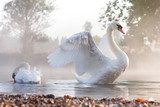 Mute swan stretching on a mist covered lake at dawn  Zwierzęta Fototapeta