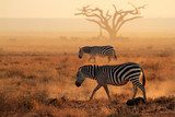 Plains zebras in dust, Amboseli National Park  Zwierzęta Fototapeta