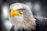 American Eagle (Haliaeetus leucocephalus)  Zwierzęta Fototapeta