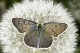 Lycaena tityrus / The Sooty Copper butterfly  Zwierzęta Fototapeta
