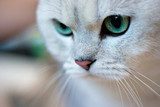 British shorthair cat portrait  Zwierzęta Fototapeta