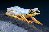 White Tree Frog / Heterixalus madagascariensis  Zwierzęta Fototapeta