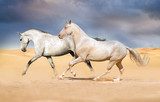 Group of horse run on desert  Zwierzęta Fototapeta