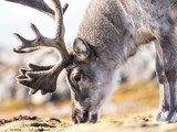Wild reindeer portrait - Arctic, Spitsbergen  Zwierzęta Fototapeta