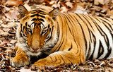 Tygrys bengalski - spojrzenie drapieżnika Zwierzęta Fototapeta