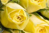 Close up image of beautiful yellow roses  Kwiaty Plakat