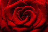 Red rose  Kwiaty Plakat