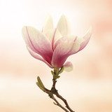 magnolia  Kwiaty Plakat