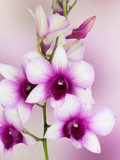 Dendrobium phalaenopsis hybrid orchid  Kwiaty Plakat