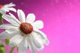 Fresh white daisy on pink background  Kwiaty Plakat