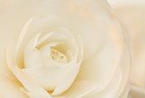 Ivory and rose camellia  Kwiaty Plakat