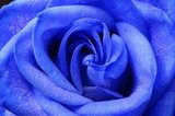 Details of blue flower rose  Kwiaty Plakat