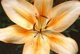 Graceful lily flowers - Lilium  Kwiaty Plakat