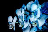 Blue orchid  Kwiaty Plakat