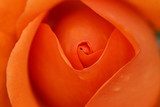 Orange rose bud  Kwiaty Plakat