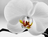 weiÃe Orchidee  Kwiaty Plakat