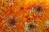macro of orange aster flower  Kwiaty Plakat