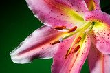 Macro photography of pink lily flower with white-pink petals  Kwiaty Plakat