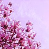 Springtime, magnolia in bloom  Kwiaty Plakat