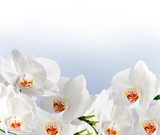 White orchidea  Kwiaty Plakat