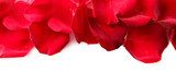 Beautiful red rose petals, isolated on white  Kwiaty Plakat
